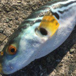 シャクリシャクリ