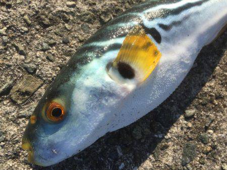 シャクリシャクリ