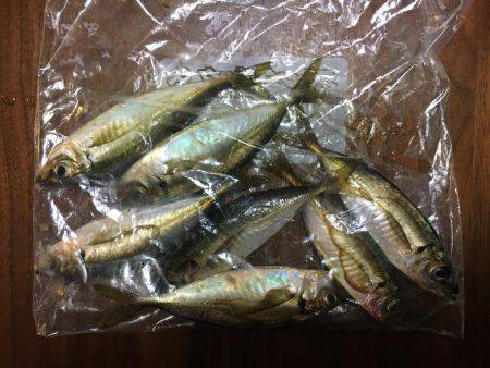 みなとみらいアジング