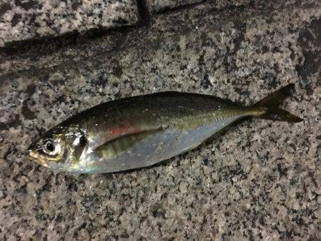 みなとみらい アジング