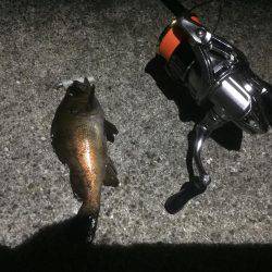 メバリング釣行