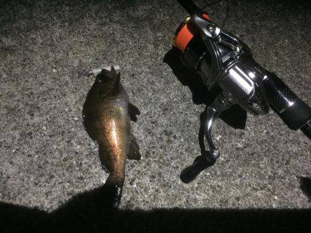 メバリング釣行