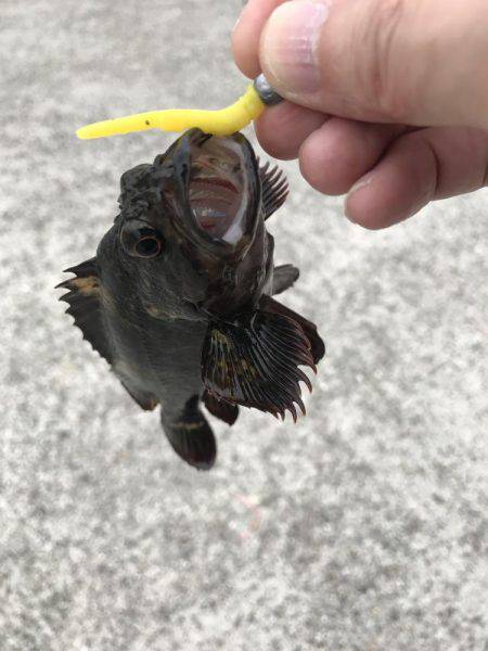 ワームでデイゲーム