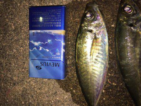 強風の中で……