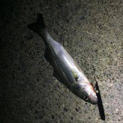 バチパターン継続か