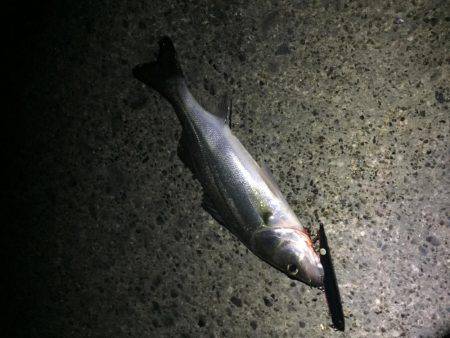 バチパターン継続か