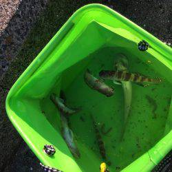 ちょい投げにて