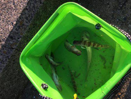 ちょい投げにて