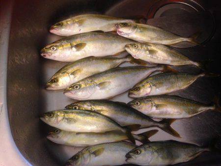 ツバス14午後の部