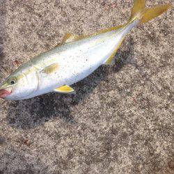 ツバスワンにトビエイ4