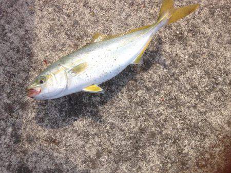 ツバスワンにトビエイ4