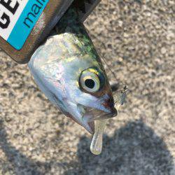 泉州ライトワインド