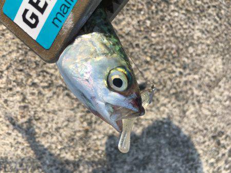 泉州ライトワインド