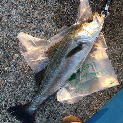 武庫川一文字でシーバス・サゴシ