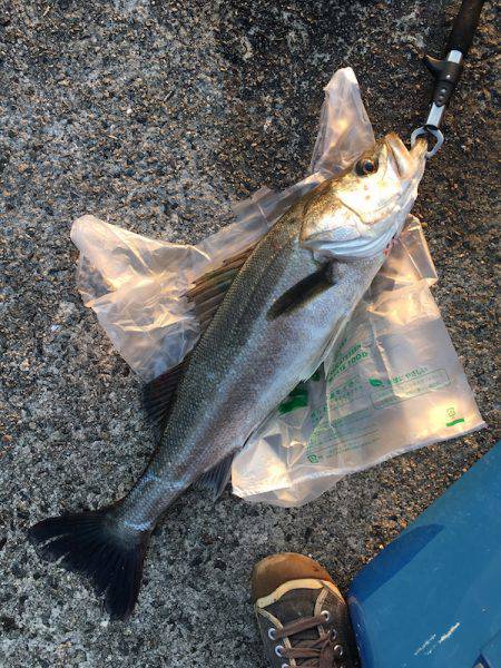 武庫川一文字でシーバス・サゴシ