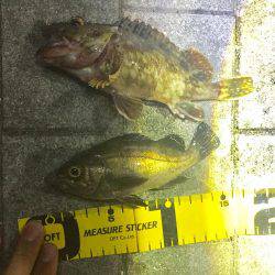 メバル釣れました！