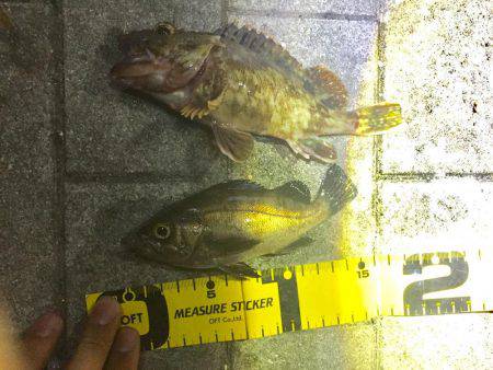 メバル釣れました！