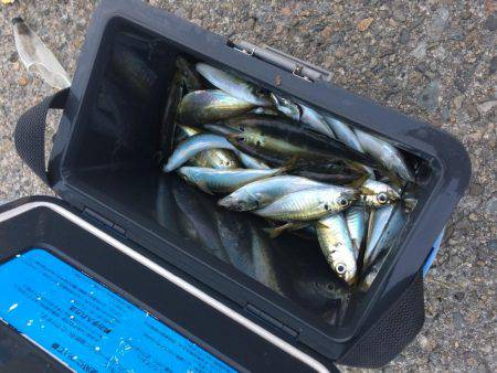 アジ釣り⑥