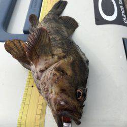 神戸沖堤防　ライトワインドでガシラ