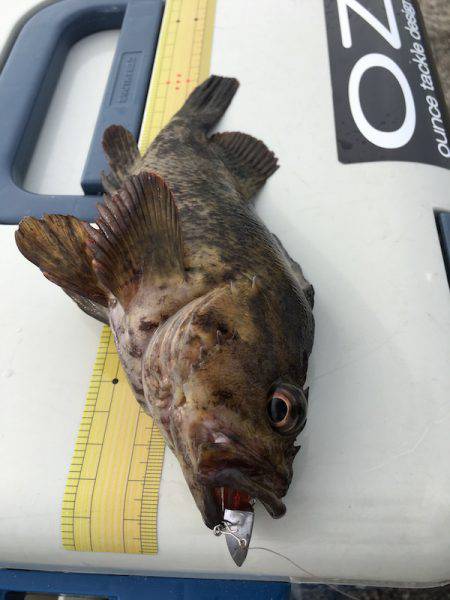 神戸沖堤防　ライトワインドでガシラ