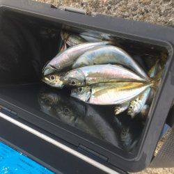 アジ釣り⑩ 久しぶりに楽しめました！