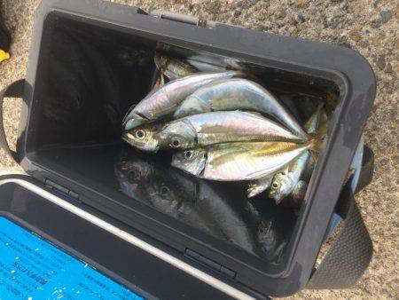 アジ釣り⑩ 久しぶりに楽しめました！