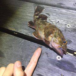 ガシラ メバル！