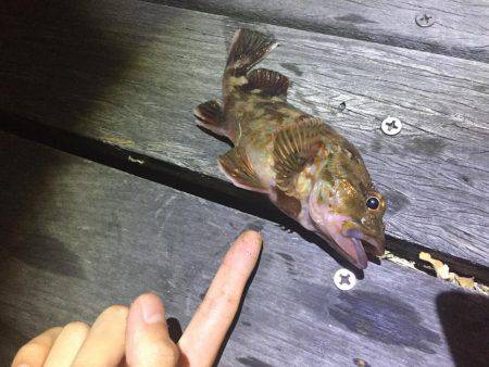 ガシラ メバル！