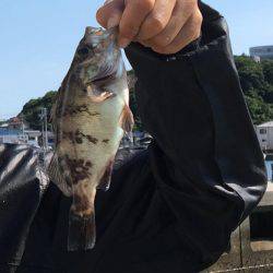 師崎ちょい投げ