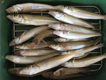 キスがポツポツ