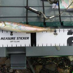 釣りキャンプでキスを