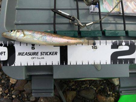 釣りキャンプでキスを