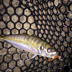 やっぱりアジング