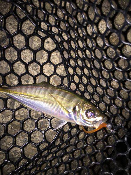 やっぱりアジング