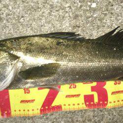 神戸湾奥バチパターン健在