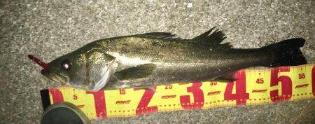 神戸湾奥バチパターン健在