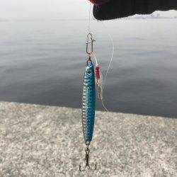 ツバスの時合い