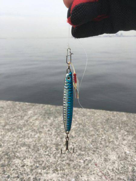 ツバスの時合い