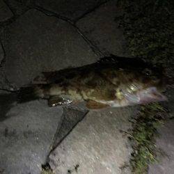 メバリングしに来たのに？！