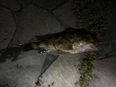 メバリングしに来たのに？！