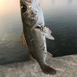 シーバス好調！！