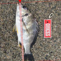 またヘチ釣りに行ってきましたが