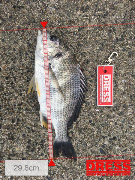 またヘチ釣りに行ってきましたが