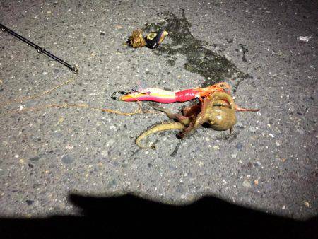 五目フィッシングの季節