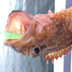 今期最後のロック便