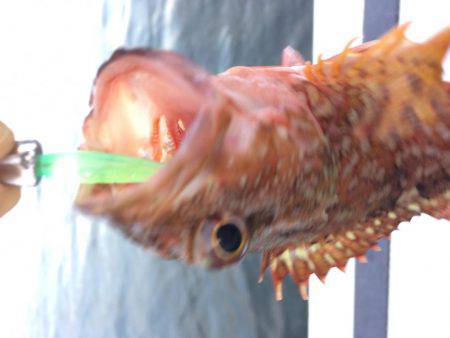 今期最後のロック便