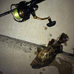 メバル調査の予定でしたが