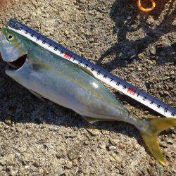 初投稿  超！巨大な