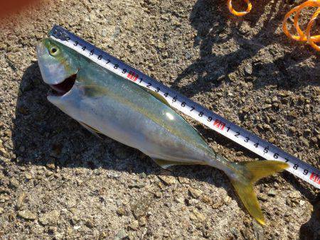 初投稿  超！巨大な