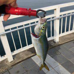 エソと思いきや